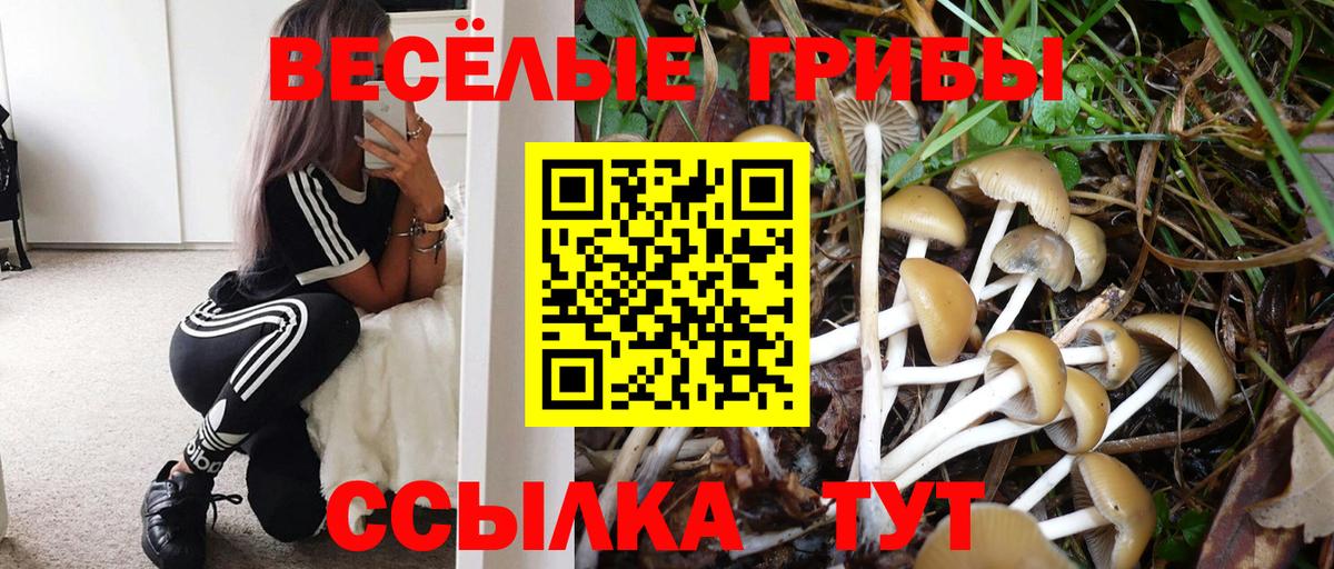 Галлюциногенные грибы Psilocybe Вичуга